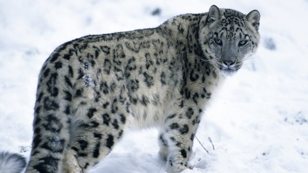 Study Finds Snow Leopards Lead Solitary Lifestyle Because They’re Arrogant Bastards Who Think They’re Better Than Everybody Else