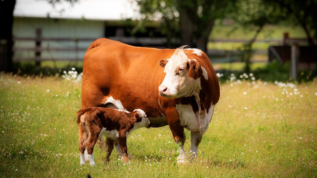 Omaha Steaks Announces Plan To Give 18 Weeks Of Maternity Leave To Cows