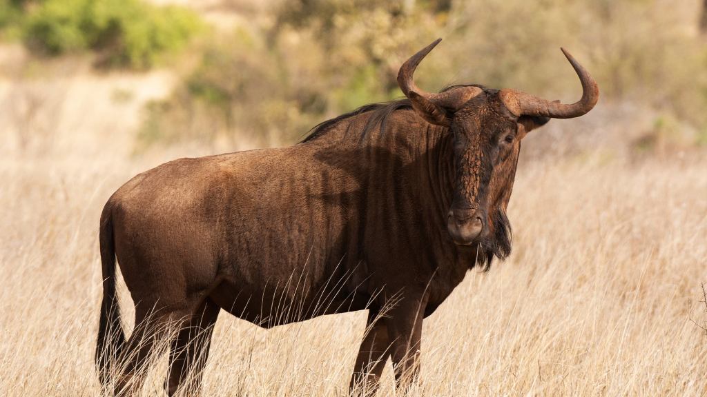 Wildebeest Mother Blasts ‘Our Planet’ Producer Who Just Stood By While Jackal Ate Her Daughter