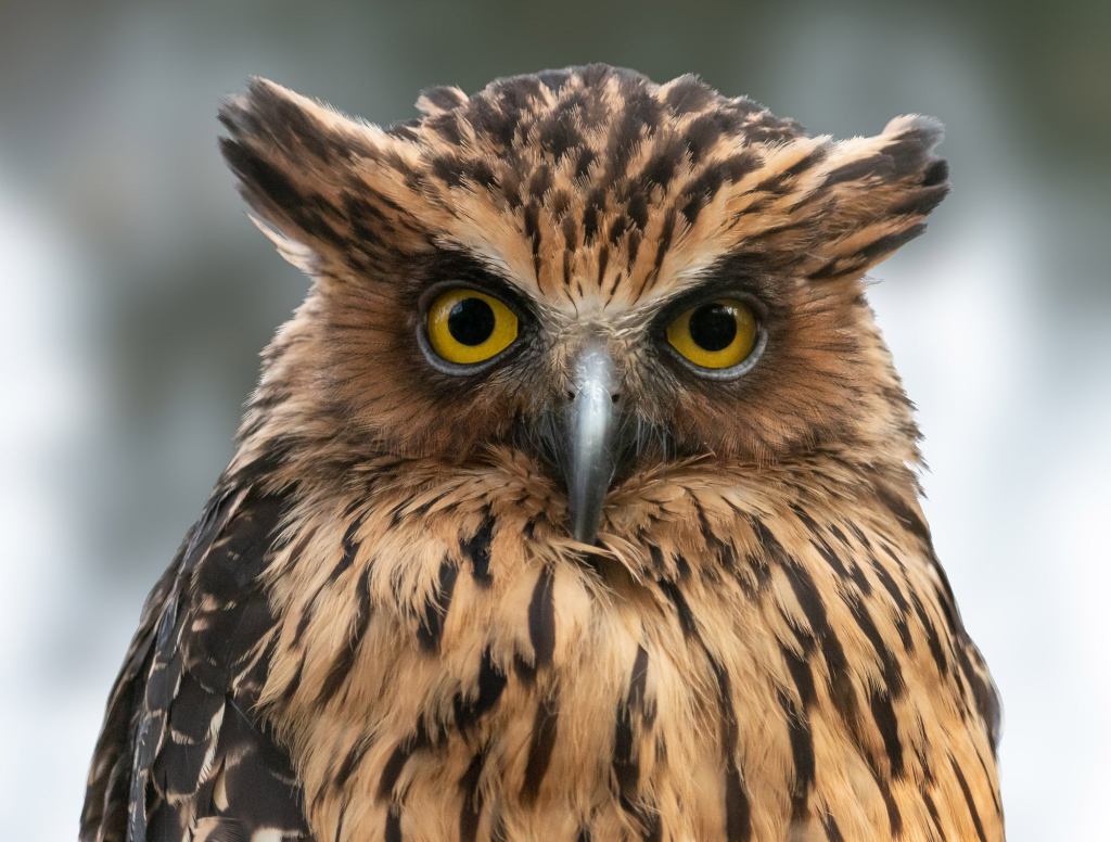 Owl Upset After Yet Another Discussion With Parents Devolves Into Hooting