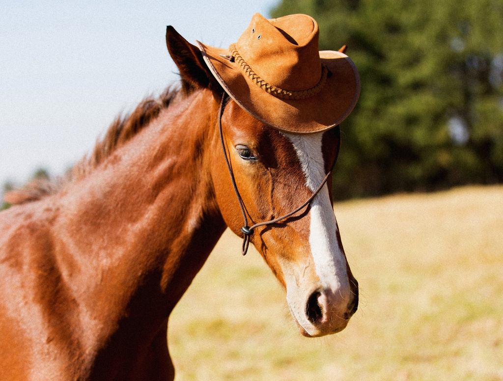 Horse Still Not Broken Enough To Tolerate Matching Cowboy Hat