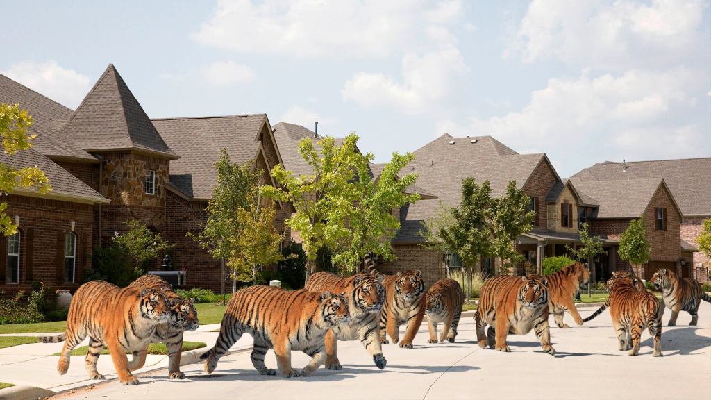 Houston Authorities Scramble As Missing Tiger Disappears Into Crowd Of Tigers