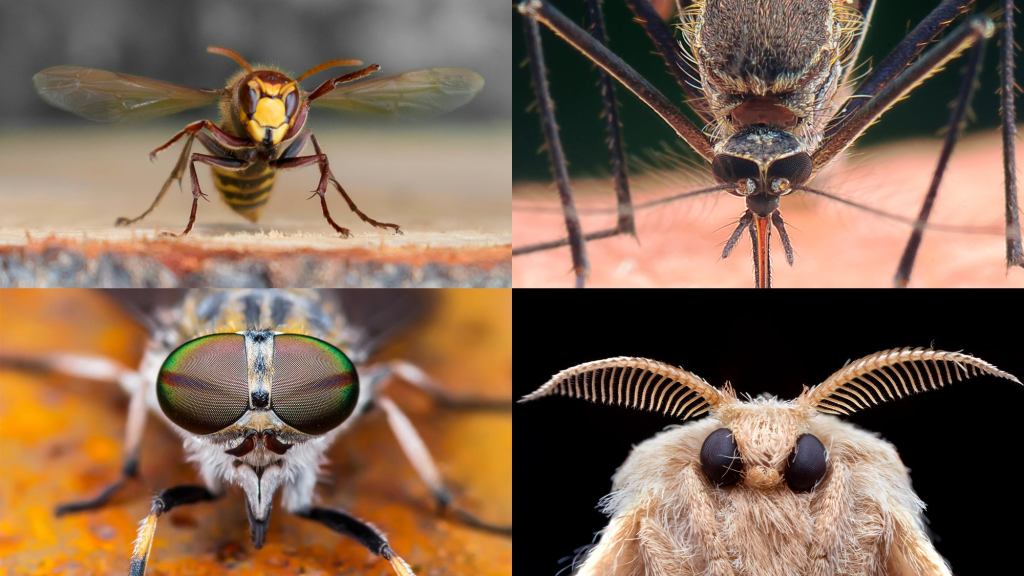 ‘Wow, Hope You Had A Nice 17 Years Off,’ Say Annoyed Bugs Left To Torment Humans Without Help Of Cicadas