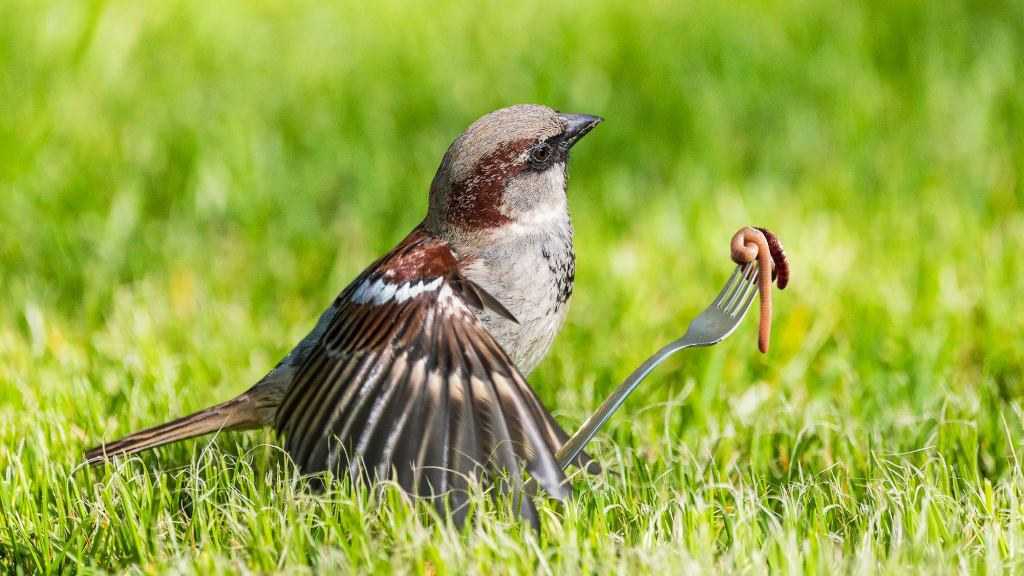 Nature Filmmaker Accused Of Staging Scene Where Bird Uses Tiny Fork To Twirl Worm Up Like Spaghetti