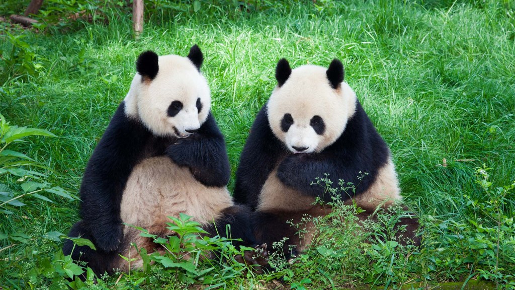 Senate Passes $50 Billion Bill To Combat Chinese Influence By Developing Own Pandas