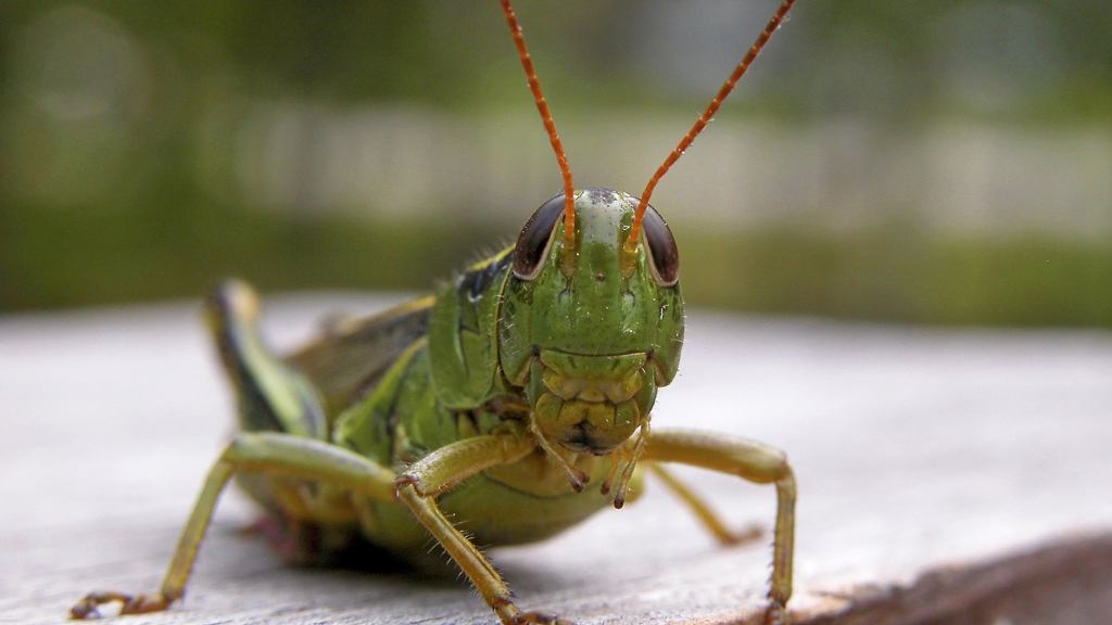 Experts Warn Climate-Related Food Shortages May Require Bugs To Overcome Taboos Against Eating Americans