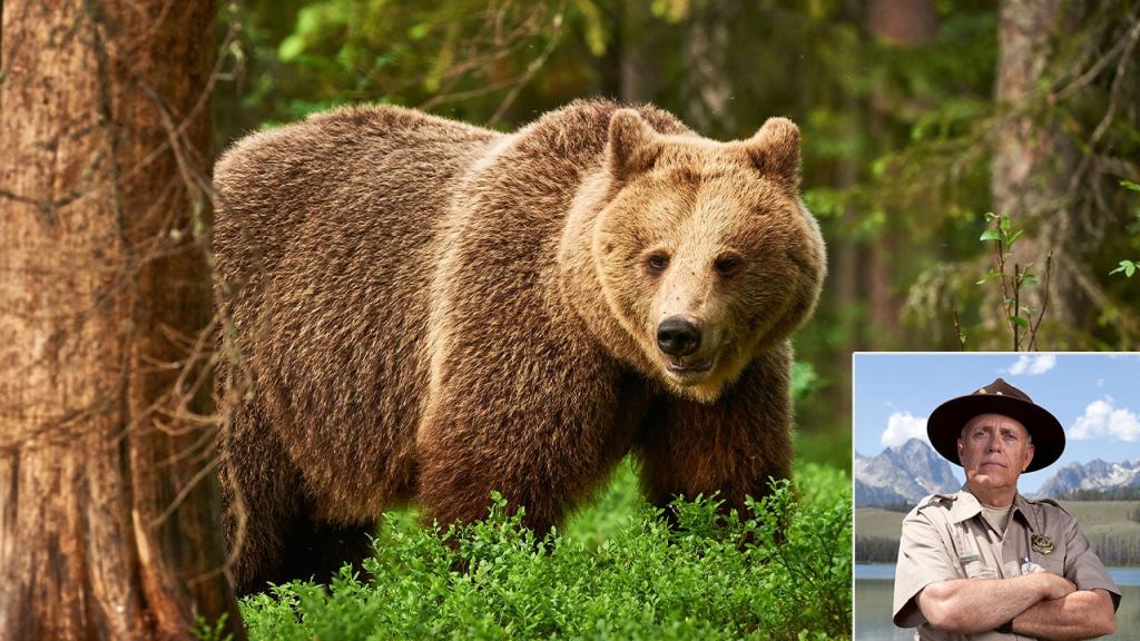 Park Ranger Rescues Bear That Wandered Off The Trail