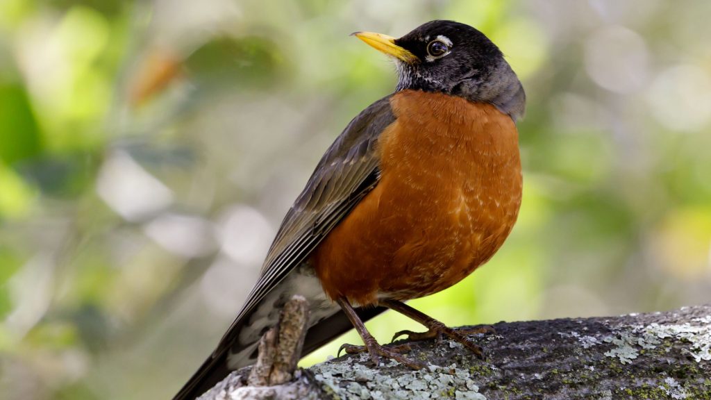 Deadbeat Bird Deems Human Touching Eggs Good Enough Reason To Abandon Nest