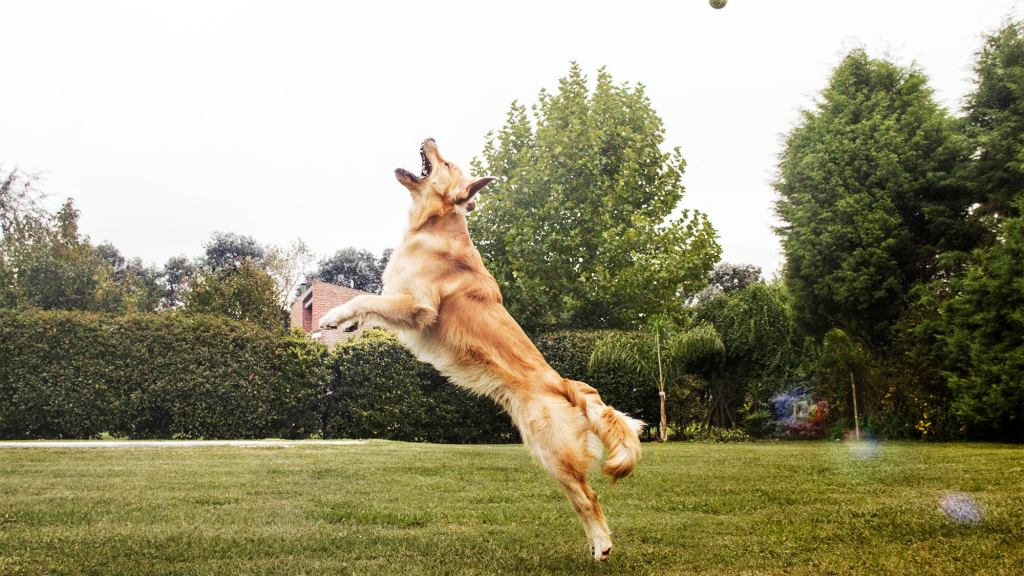 Dog Frustrated After Jameis Winston Sails Tennis Ball 5 Feet Over Head