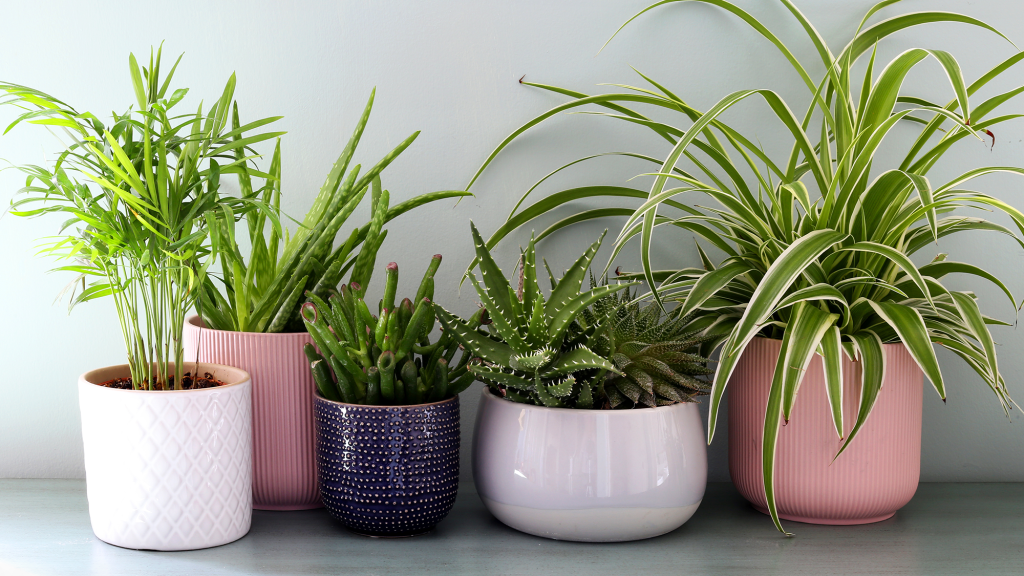 Nation’s Houseplants Confirm Pots Are Their Pants