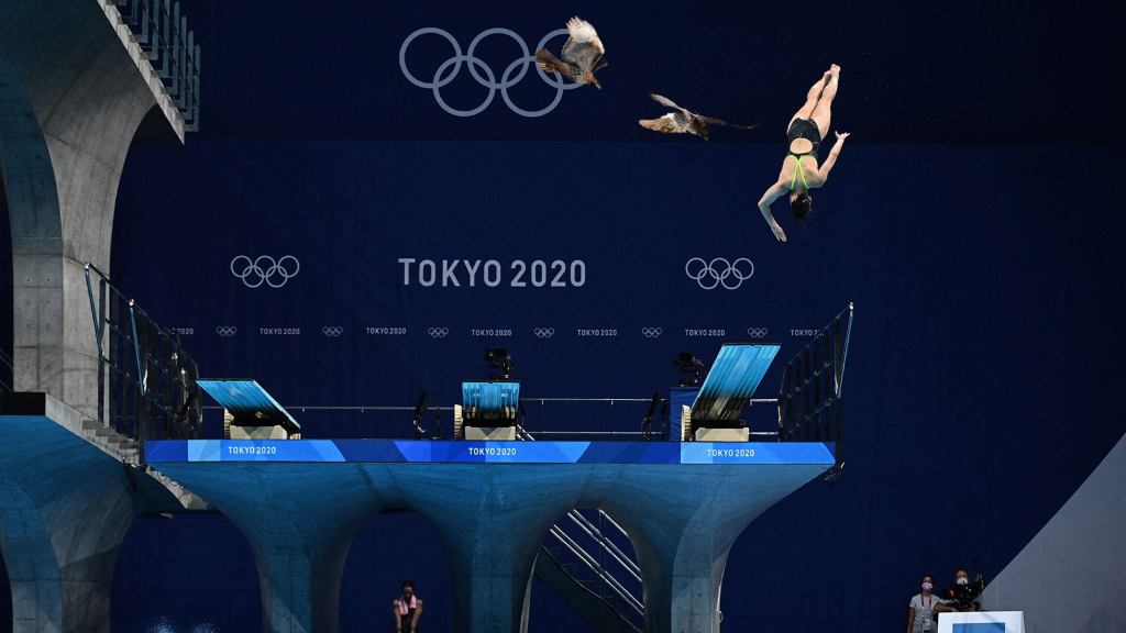 Olympic Divers Tormented By Hawks That Built Nest On Nearby Platform