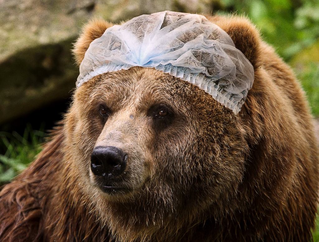 New National Park Service Sanitation Regulations Require Hair Nets For Bears