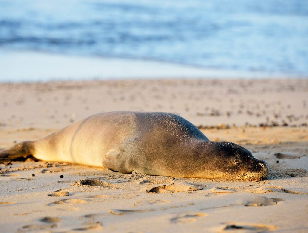 Seal Lying In Sunbeam Could Be Depressed And You’d Never Know