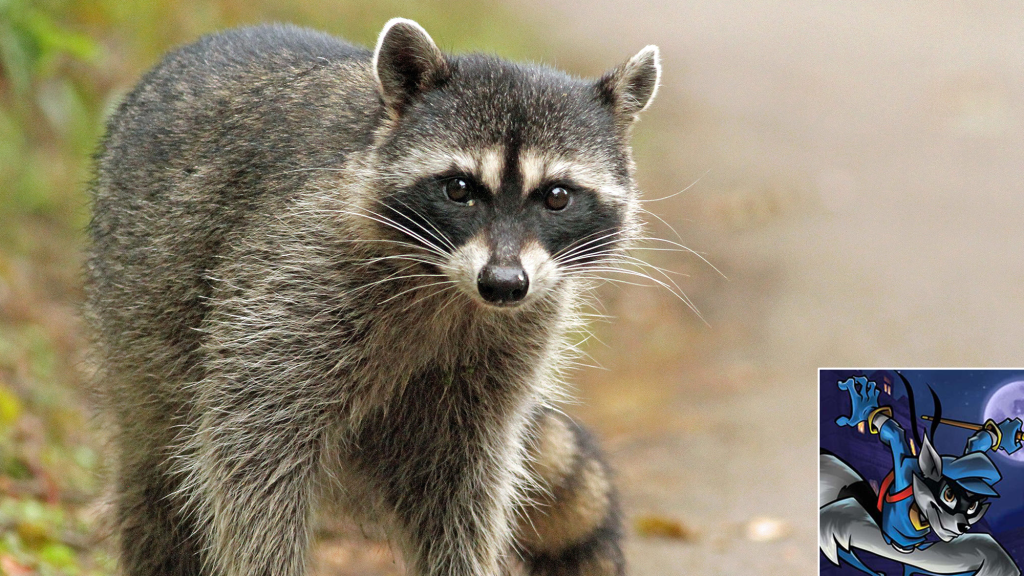 Celebrity Sighting! The Raccoon Sly Cooper Was Based On Just Made A Public Appearance For The First Time In Years To Bite A Child