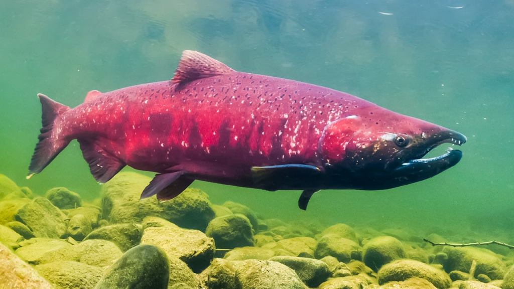 Fish Way Too High On OxyContin Runoff To Give A Shit About Species’ Inevitable Extinction