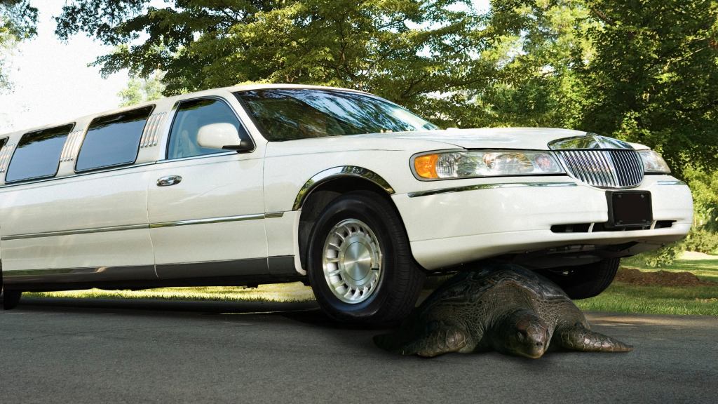 Limo Departing Climate Summit Runs Over Earth’s Last Leatherback Sea Turtle