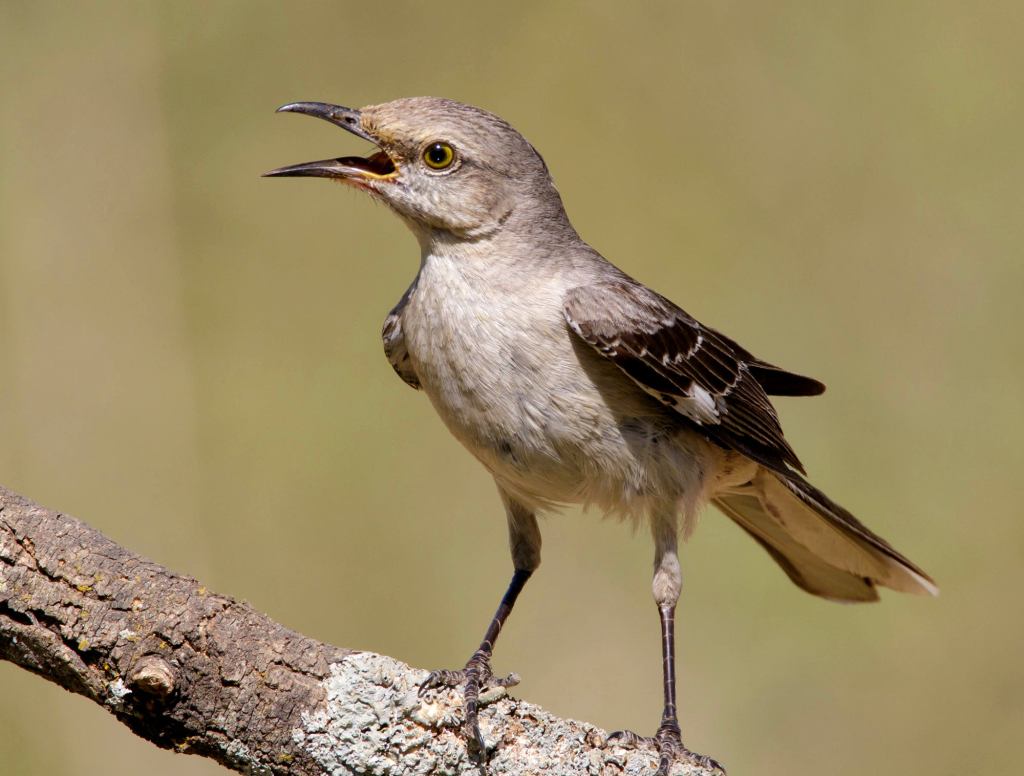 ‘Don’t You Know Who I Am?’ Screams Protected Bird Species After Hunter Shoots At It