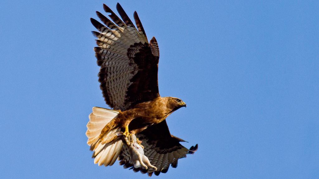 Rabbit Who Got Caught By Hawk Honestly Relieved It Can Finally Relax Now