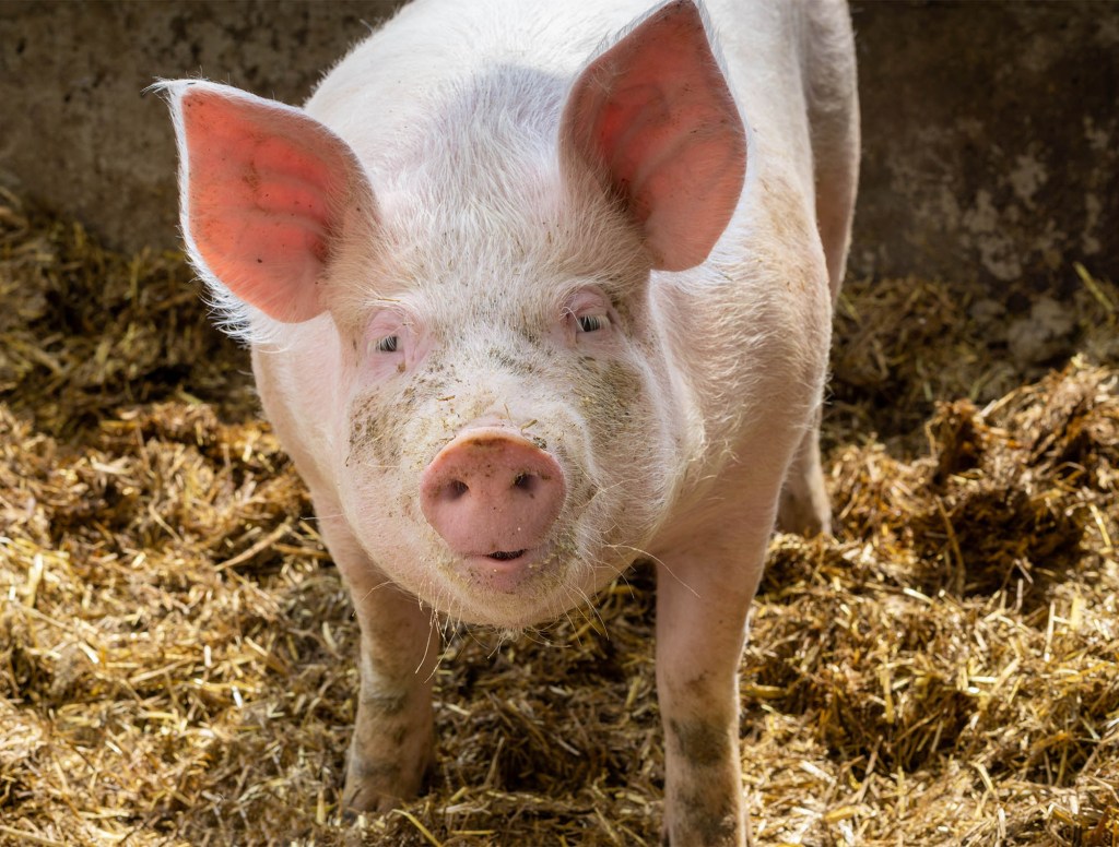 Pig Dies Waiting For Transplant Heart Given To Human