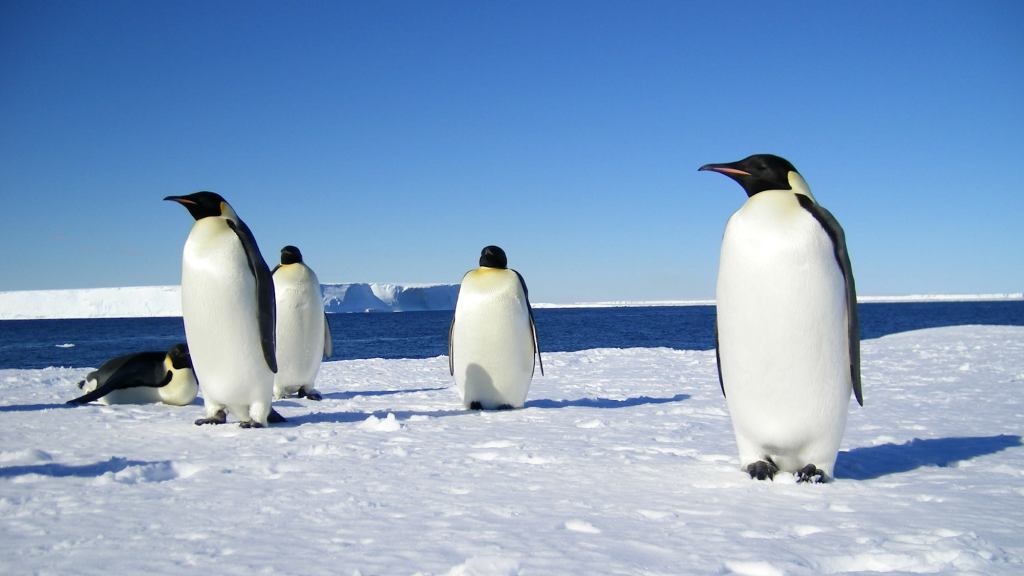 Climate Report Finds Humanity’s Plot To Kill Off Emperor Penguin By Heating Planet Going Exactly As Planned