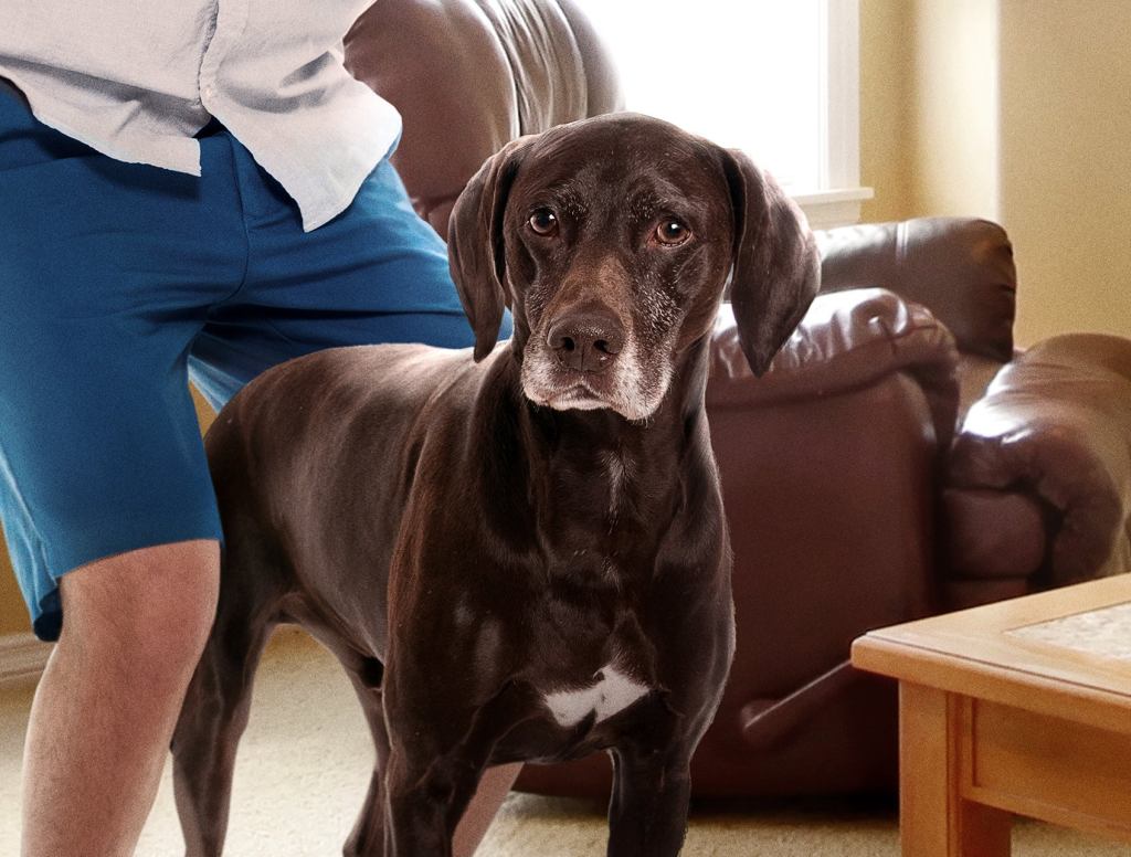 Dog Gets Taste Of Own Medicine After Houseguest Begins Humping Him