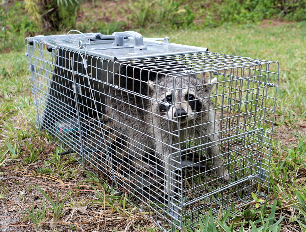 Humane Trap Safely Holds Hungry, Terrified Animal In Mesh Prison Until Captor Can Carry It Far Away From Family