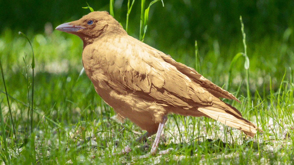 Crows Evolve New Blond Look Concluding 17-Million-Year Goth Phase