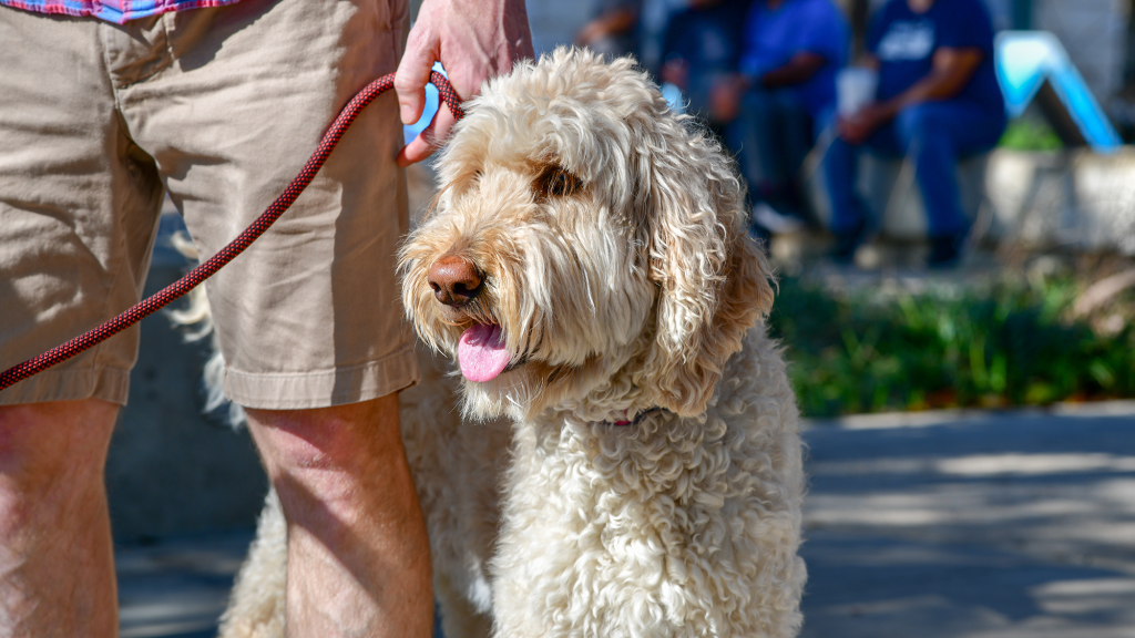 Goldendoodle Not Good With People Who Earn Less Than 6 Figures