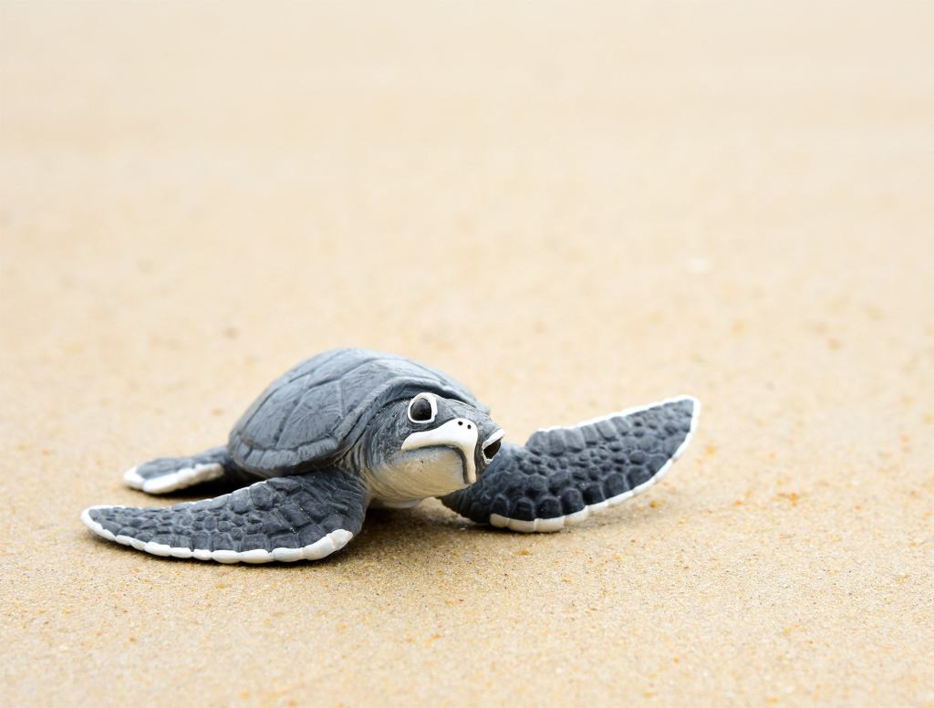 Baby Sea Turtle Crawling Towards Ocean Makes Detour To Hit On Sexy Lady