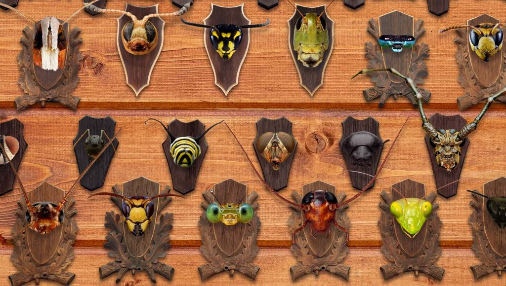 Exterminator Shows Off Trophy Room Filled With Mounted Heads Of Insects