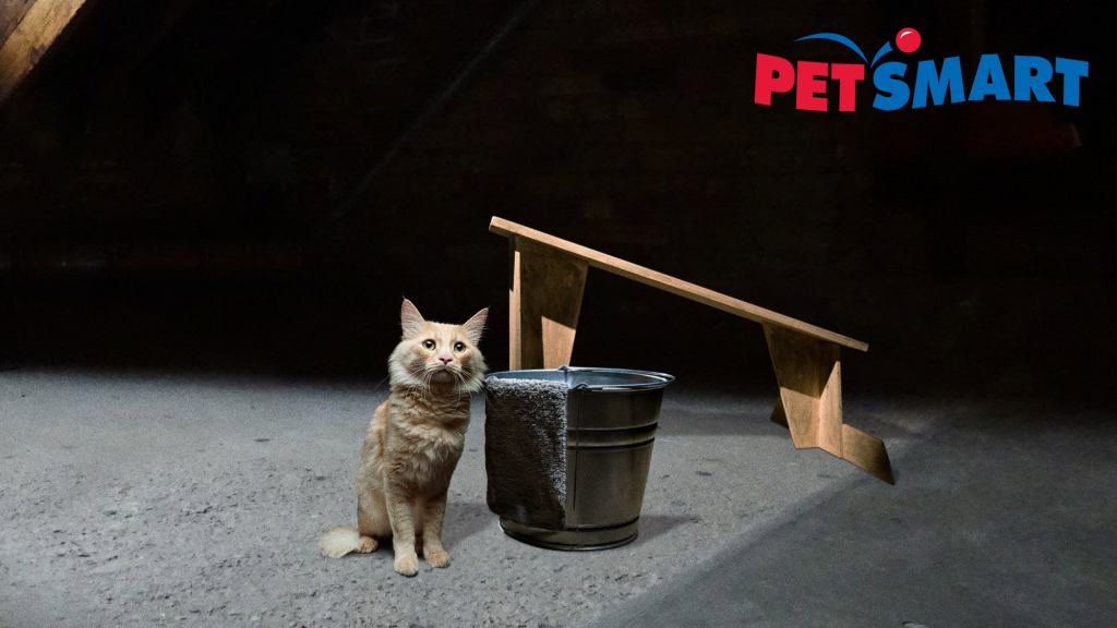 PetSmart Unveils New Waterboarding Kit For Teaching Cats To Stay Off Counters