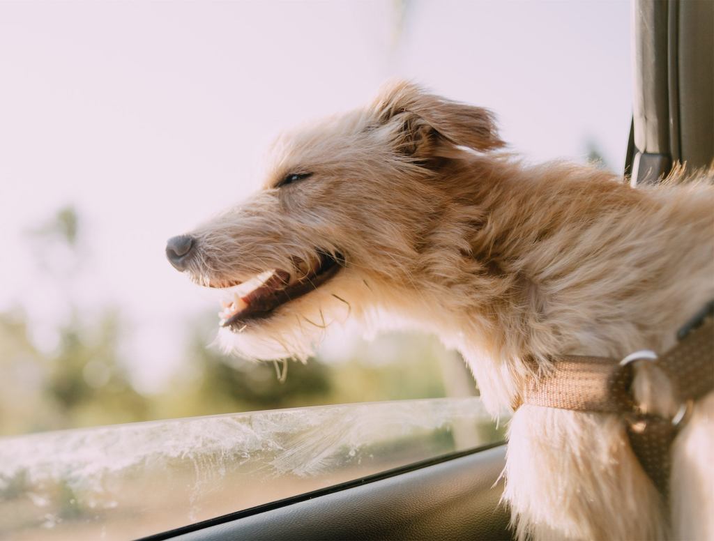 Old Dog Having Absolute Blast On Car Ride Over To Euthanasia Appointment