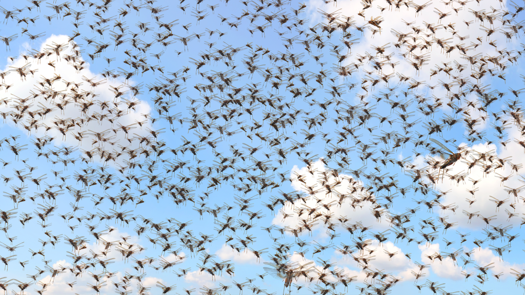 Swarm Of Locusts Wishes People Would Stop Assuming They’re Sent To Bring God’s Wrath