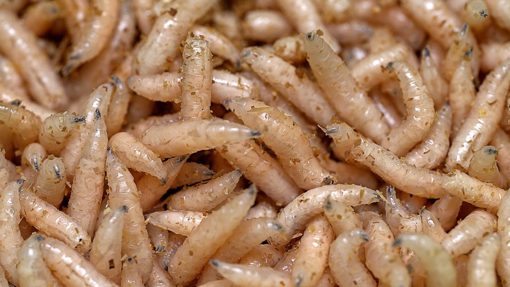 New Subway Menu Items Testing Poorly With Focus Group Of Swarming Maggots