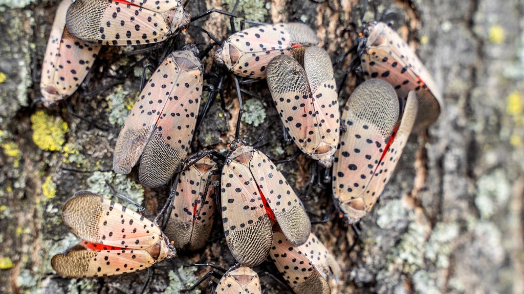 What To Know About The Spotted Lanternfly Invasion