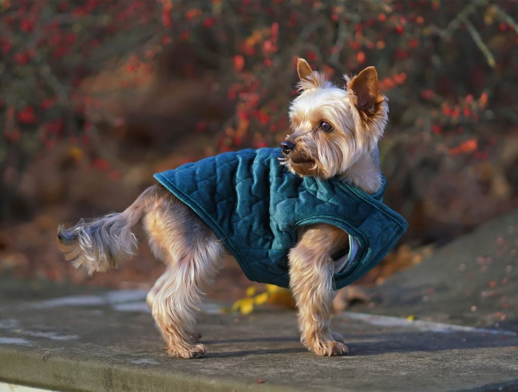 Adding Insult To Injury, Man Mauled To Death By Dog Wearing Puffy Vest