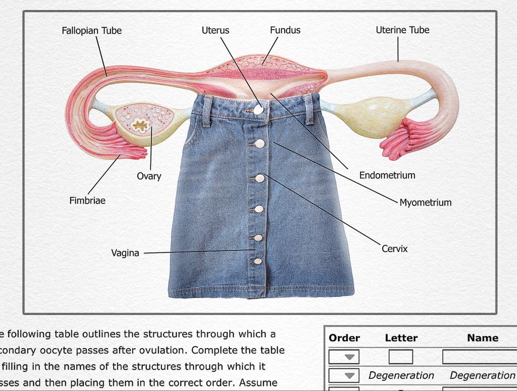 Christian School Anatomy Textbook Shows Female Reproductive System Wearing Long Denim Skirt