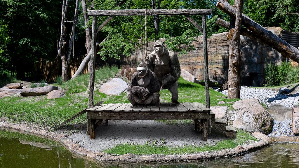 Parents At Zoo Shield Children’s Eyes From Gorillas Having Public Execution