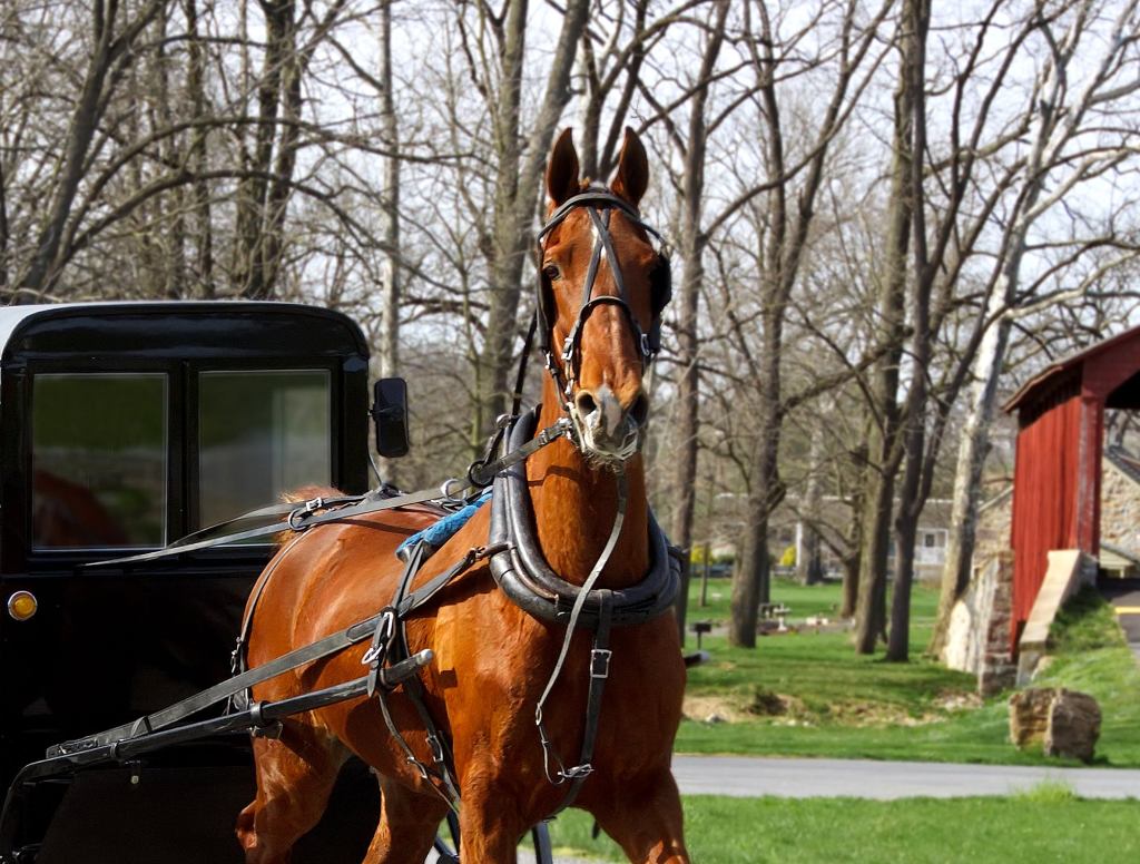 Amish Horse Has Probably Never Used Cell Phone