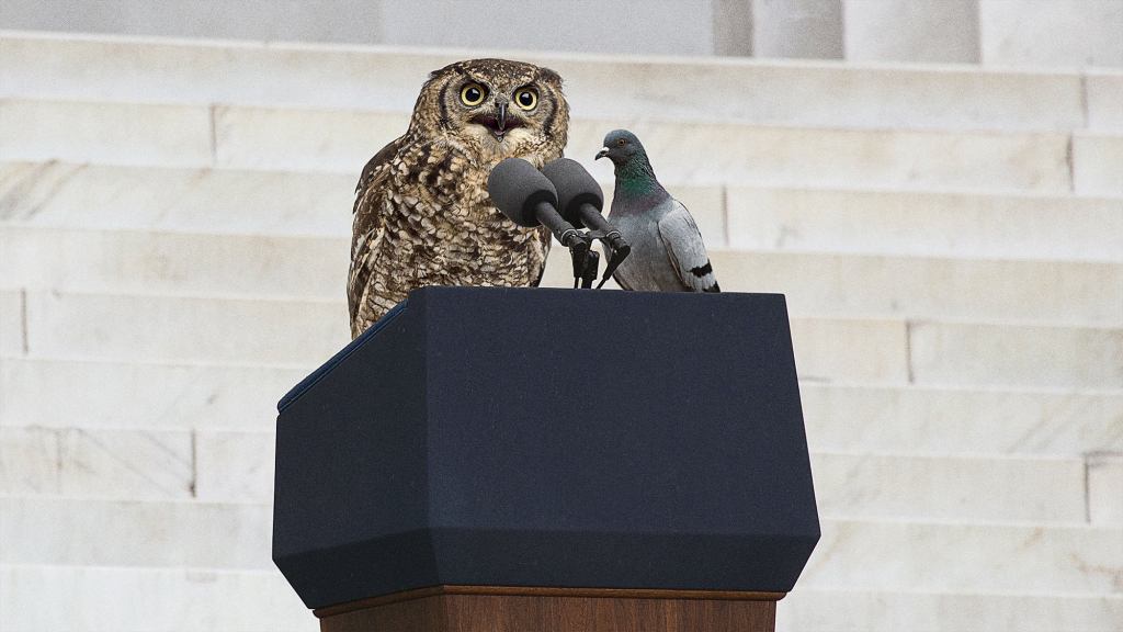 Bird Leaders Defend Shooting Down Aircraft That Illegally Entered Avian Airspace