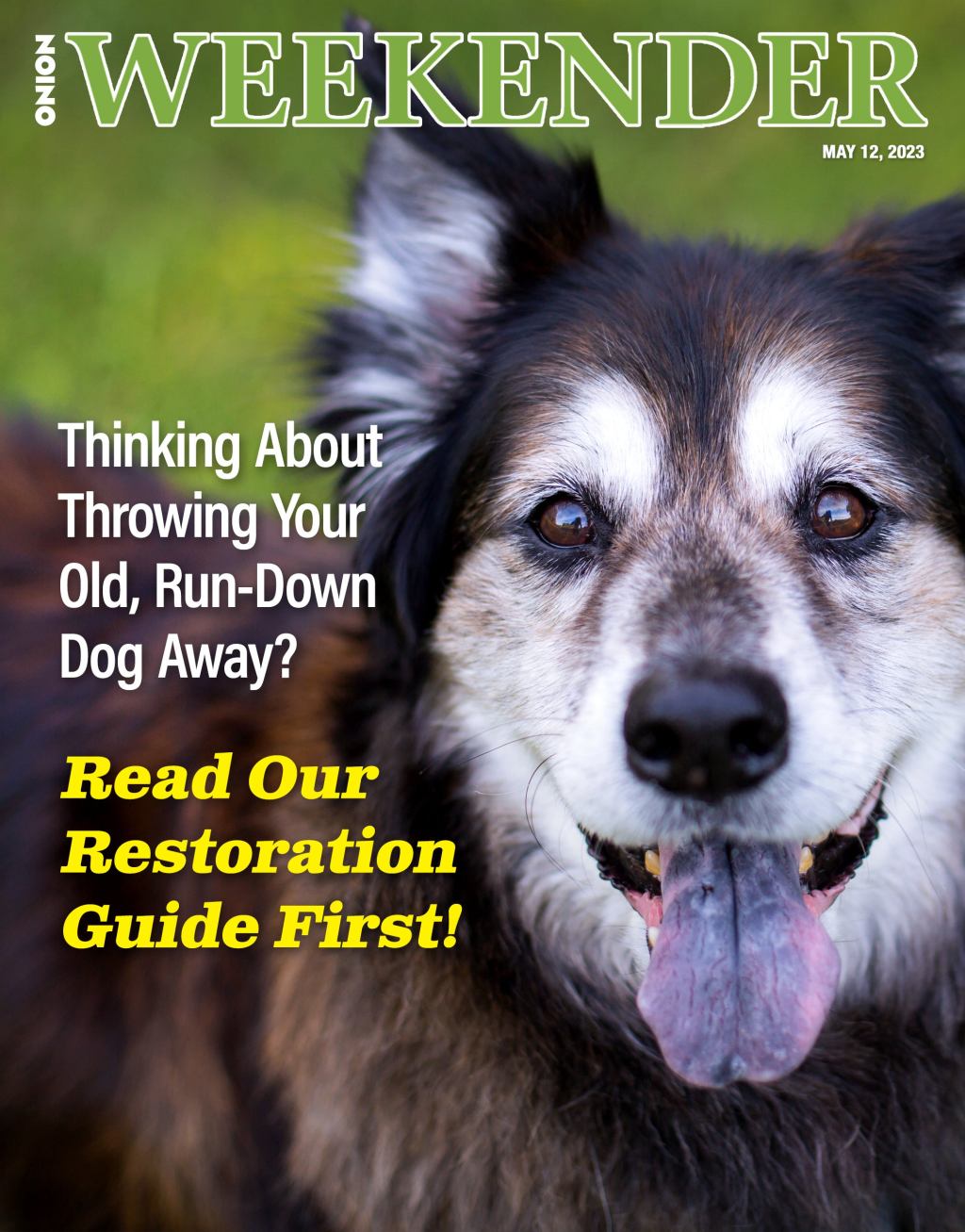 Thinking About Throwing Your Old, Run-Down Dog Away? Read Our Restoration Guide First!