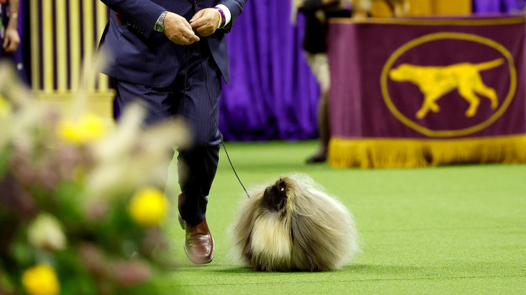 Pekingese Gasps For Breath As Westminster Dog Show Goes Into Double Overtime