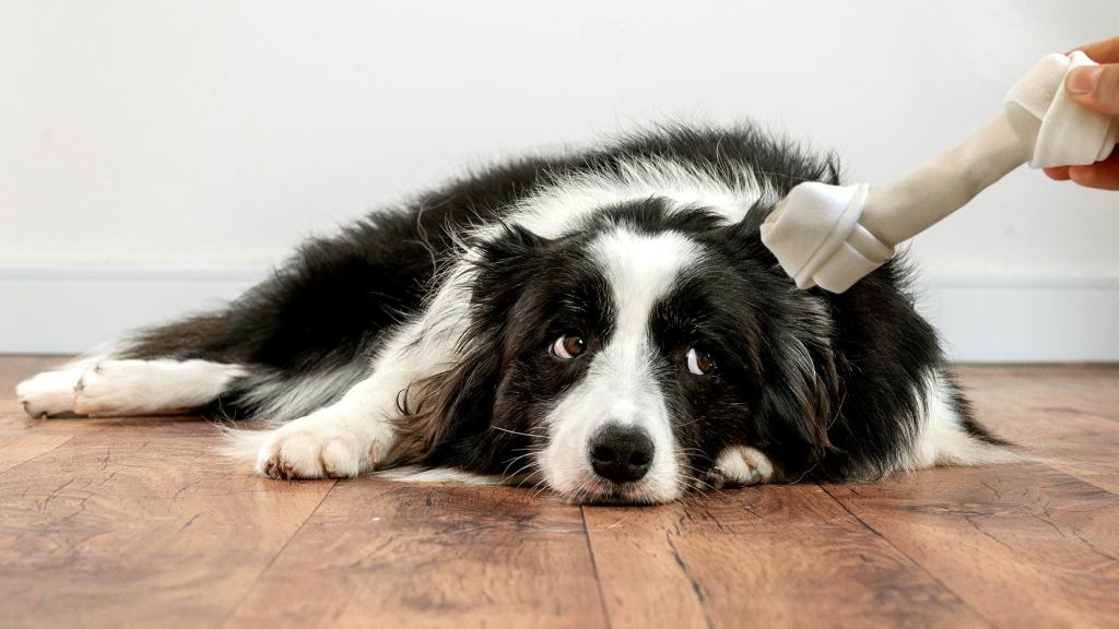 Houseguest Offended After Host Only Offers Rawhide To Dog