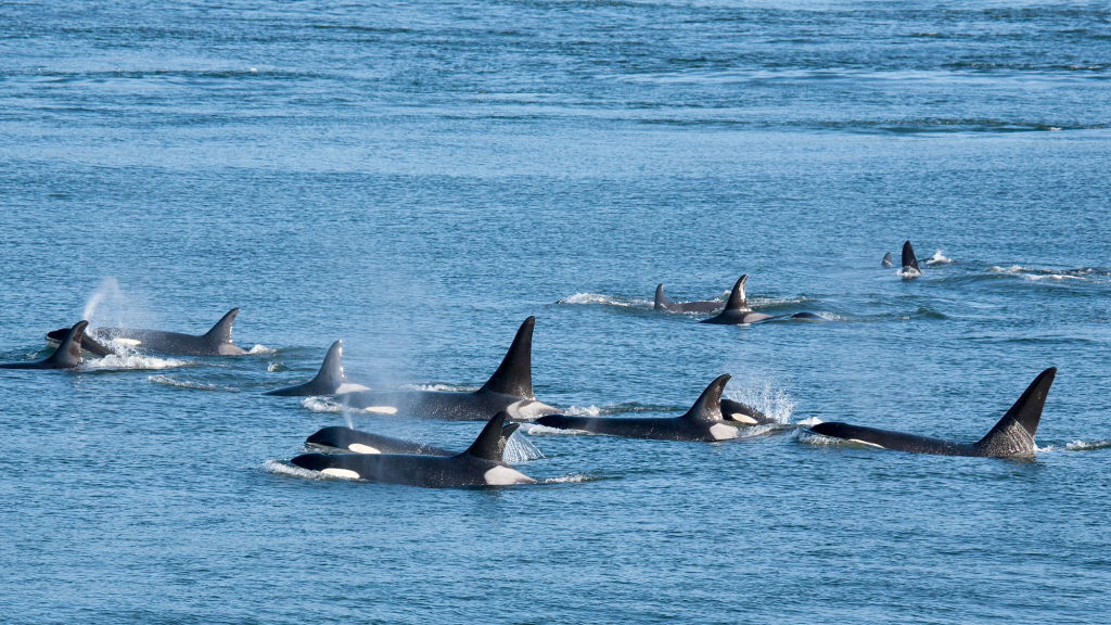 Orcas Explain Why They Are Attacking Boats