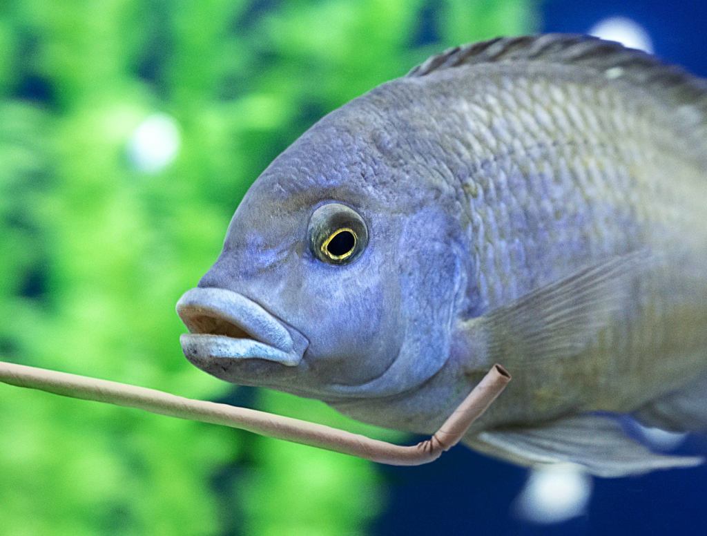 Suicidal Fish Really Having To Get Creative With Paper Straw