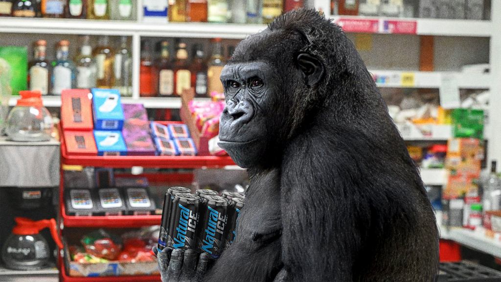 Scientists Successfully Teach Gorilla To Buy Beer For Underage Teens