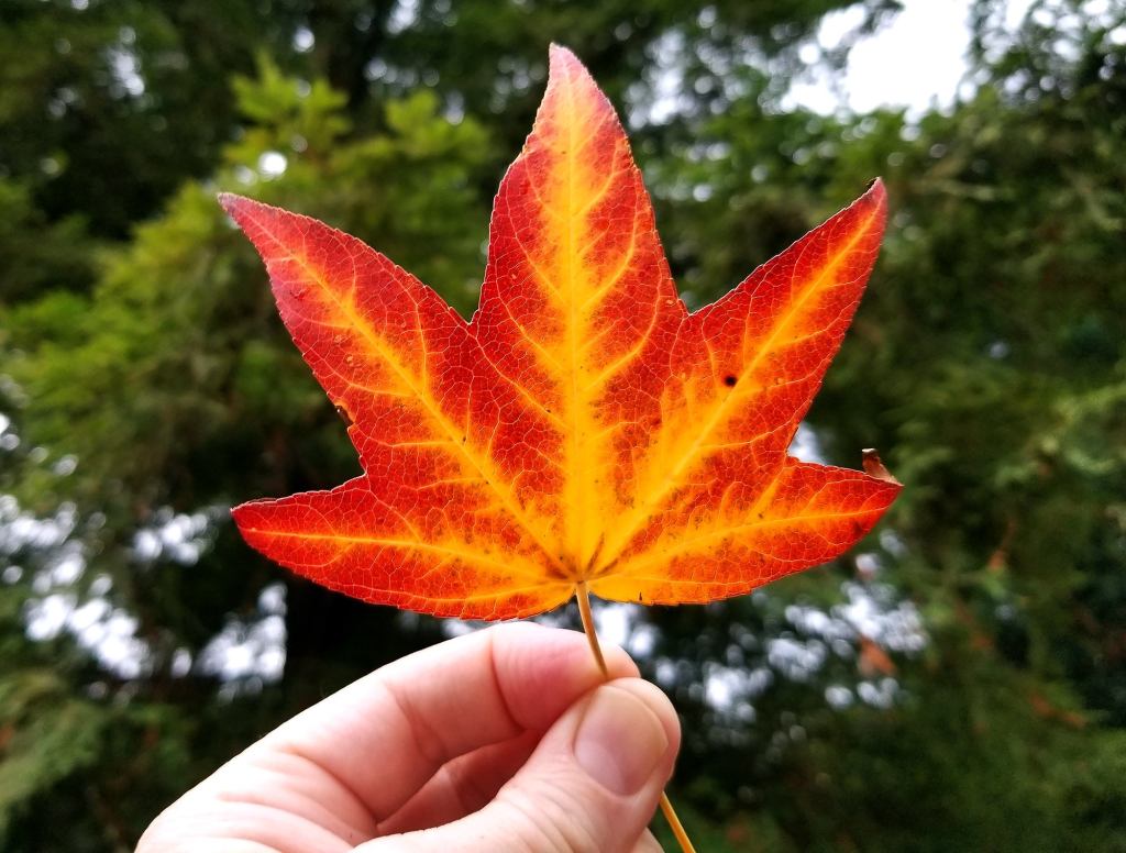 Cool Leaf Carried A Couple Feet