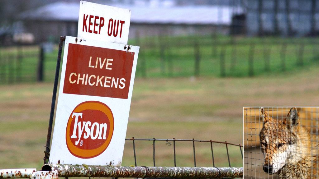 Tyson Files For Bankruptcy After Dang Coyote Gets Into Coop Again