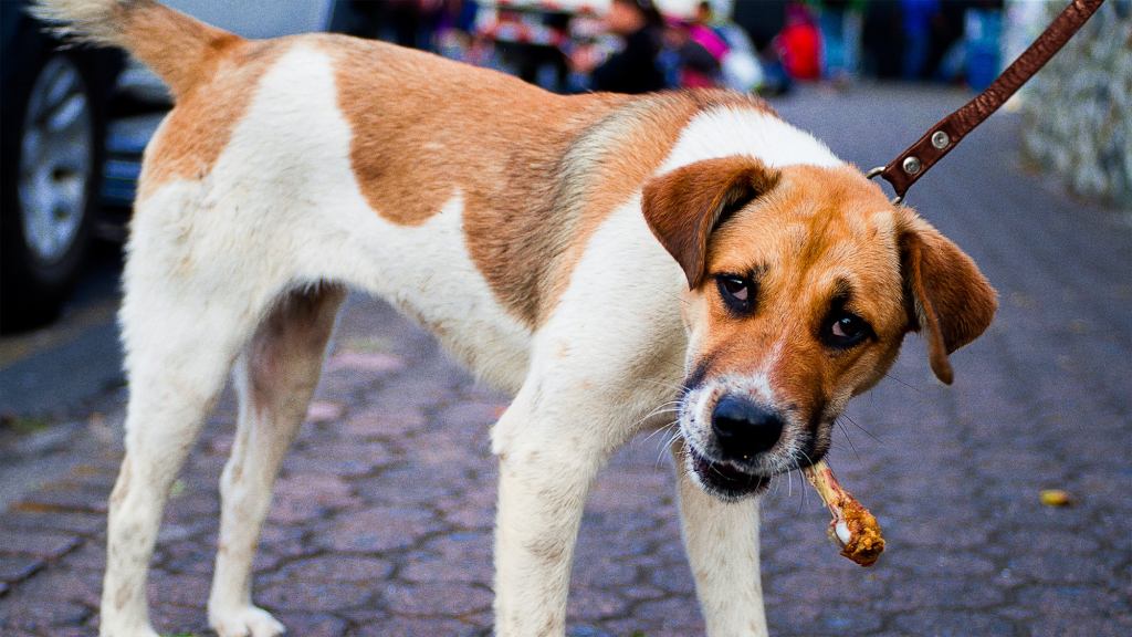 Dog Allowed To Eat Whatever He Wants Off The Sidewalk On His Birthday