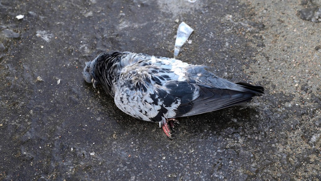 Dead Pigeon At Bus Stop Moved A Little Overnight